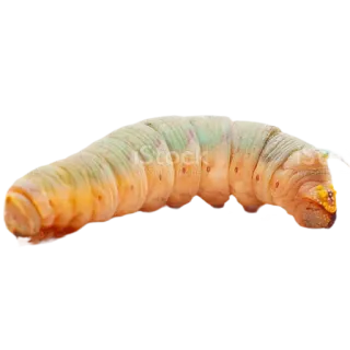 🧡 гусеница, насекомое, личинка, природа, дикая природа, макро telegram sticker