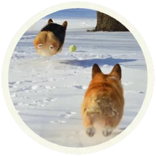 😀 корги, собака, снег, попа, животное, зима, мяч whatsapp sticker