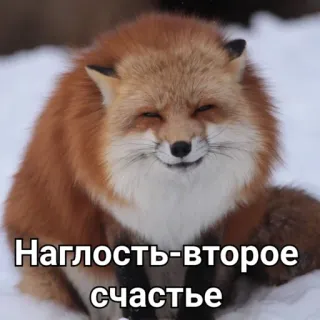 😏 Наглость-второе счастье raposa, animal, neve, natureza, citação, russo telegram sticker
