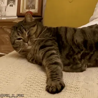 🥱 @FIX_X_FOX 猫, 動物, 縞模様, ペット, 家畜, 横たわる whatsapp sticker