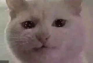 😩 猫, 動物, ペット, ミーム, 白, 悲しい telegram sticker