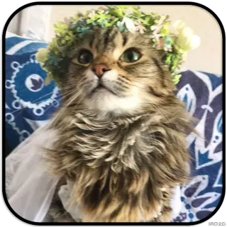 👸 chat, couronne de fleurs, animal, animal de compagnie, mariée whatsapp sticker