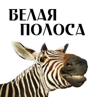 Stickers With Horses @stickersb2b whatsapp stickers