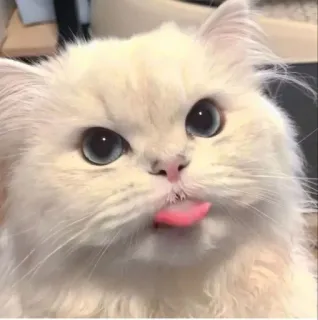😛 cat, kitten, cute, animal, fluffy, pet, persian cat, tongue telegram sticker