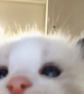 🥺 kot, biały kot, słodki, zwierzę, zwierzak, kociak telegram sticker