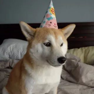 🎉 Happy Birthday To You chien, Shiba Inu, anniversaire, chapeau de fête, fête, animal de compagnie, mignon whatsapp sticker