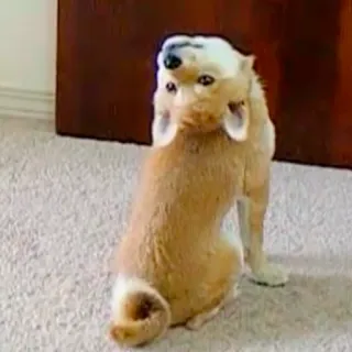 🙃 dog, funny, animal, upside down, cute, pet telegram sticker