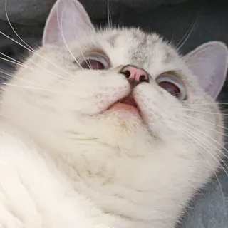 😧 cat, animal, pet, cute, domestic, feline, mammal whatsapp sticker