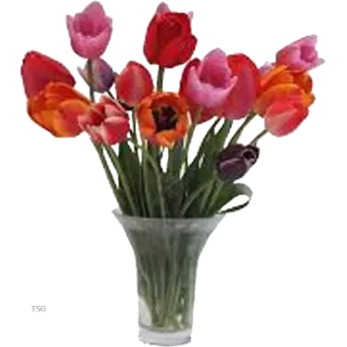 💐 tulipas, flores, vaso, buquê, floral, primavera, florada telegram sticker