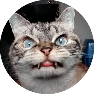 😒 chat, félin, en colère, animal de compagnie, animal, drôle telegram sticker