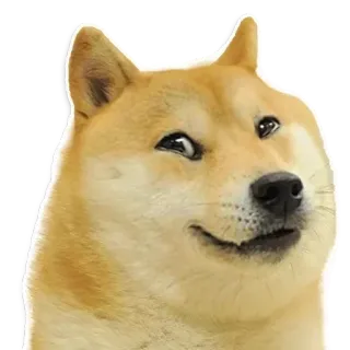 😄 Doge doge, meme, chó, meme trên mạng, shiba inu, hài hước, tính hài hước telegram sticker