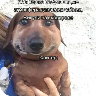 ❤ пов: кошка на бутылка, но
атмосфера давления чайник,
жигули на сковороде
Юпитер: 犬, ダックスフンド, 面白い, ミーム, ロシア telegram sticker