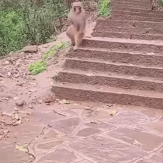 🏃 monkey, stairs, animal, wildlife, outdoors whatsapp sticker