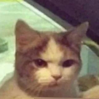 😑 Katze, Tier, Haustier, häuslich, Katzenartig telegram sticker