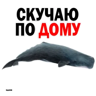 Whale @stickersb2b telegram stickers