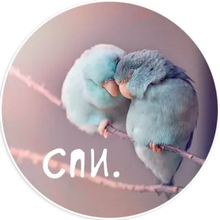 Папуг лов telegram stickers