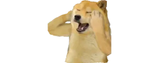 ✨ Doge doge, meme, cane, sbadiglio whatsapp sticker