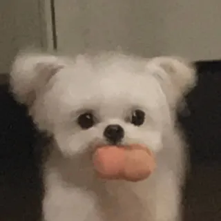 🍫 chien, animal, mignon, animal de compagnie, chiot, jouet, chien blanc whatsapp sticker