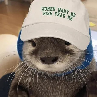 🐾 WOMEN WANT ME FISH FEAR ME loutre, mème, chapeau, animaux, humour, drôle whatsapp sticker