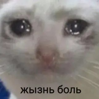 💫 Жызнь боль chat triste, chat qui pleure, Meme, vie de merde, triste, chat telegram sticker