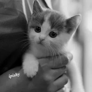 🕸 ipishy 小猫, 猫, 可爱, 宠物, 动物, 家养, 宝宝 telegram sticker