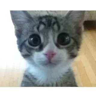 🤔 gato, gatito, lindo, ojos, animal, mascota telegram sticker