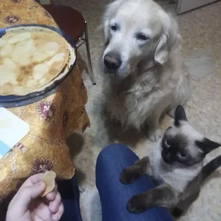 🍴 Hund, Katze, Pfannkuchen, Essen, Haustier, Tier, Golden Retriever, Siamkatze telegram sticker