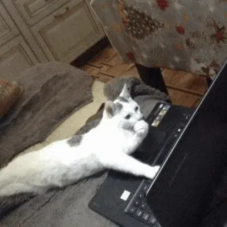 💻 cat, laptop, animal, computer, pet telegram sticker