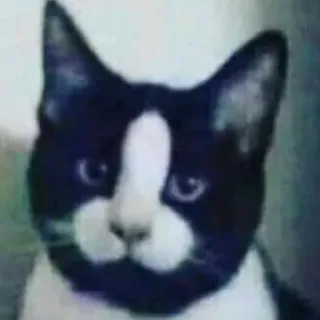 😌 gato, animal, animal de estimação, gato smoking, preto e branco telegram sticker