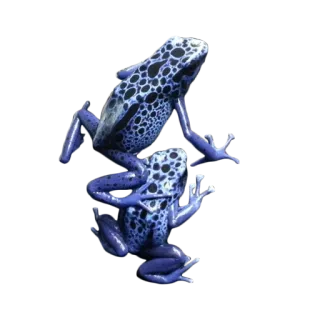 🐸 カエル, 青いカエル, 動物, 野生動物, ヤドクガエル telegram sticker