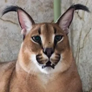 😧 Floppa каракал, кот, животное, флоппа telegram sticker
