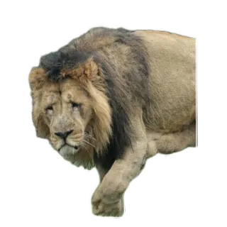 🐎 sư tử, động vật, động vật có vú, động vật ăn thịt, động vật hoang dã telegram sticker