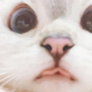 🐈 猫, 動物, ペット, 家畜, 白, かわいい whatsapp sticker