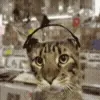 CATS🐈💜 @firdavs7o1 telegram emojis 😇