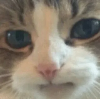 😐 gatto, animale, animale domestico, mammifero, gatto domestico, felino telegram sticker
