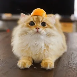 🥱 Katze, orange, Kätzchen, Haustier, Tier, Hauskatze, süß telegram sticker