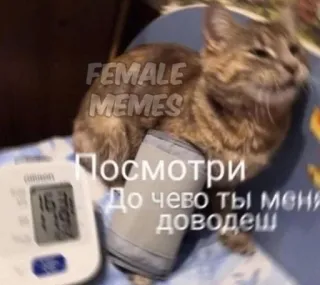 🌟 Посмотри
До чего ты меня доведеш gatto, meme, divertente, animale, pressione sanguigna, russo telegram sticker