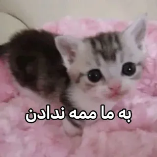 😩 به ما ممه ندادن gattino, carino, gatto, animale domestico, animale, adorabile telegram sticker