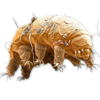 🚂 tardigrade, water bear, microscopic, animal, science telegram sticker