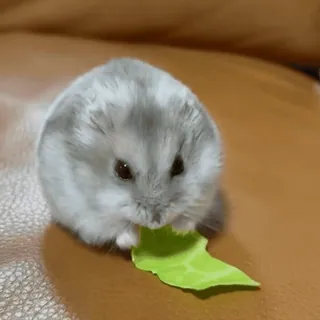 🥟 ハムスター, 動物, ペット, げっ歯類, 可愛い, 食べる, 葉, 小さい, ドワーフハムスター telegram sticker