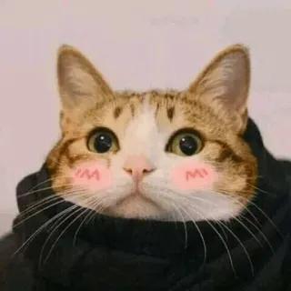 🍣 猫, 動物, かわいい, 可愛い, ペット, ミーム, ステッカー telegram sticker