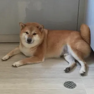 ❤️ dog, animal, Shiba Inu, pet, domestic animal, cute telegram sticker