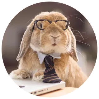 🤓 rabbit, bunny, animal, pet, glasses, tie, office, business telegram sticker