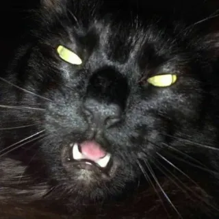 😫 cat, animal, black cat, pet, funny, meme telegram sticker
