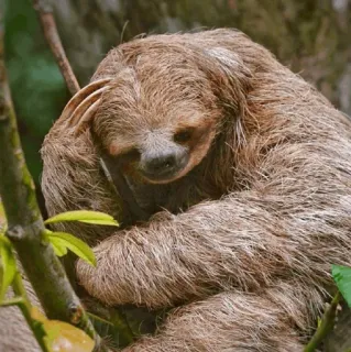🦥 luiaard, dier, boom, schattig, lui, wilde dieren, natuur telegram sticker