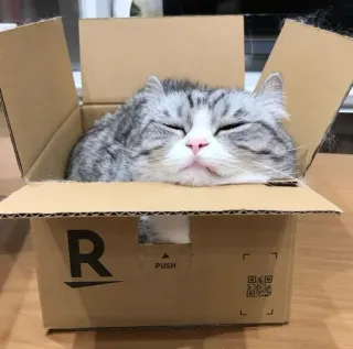 📦 cat, box, sleeping, cute, animal whatsapp sticker