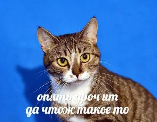 😾 опять дроч ит да чтож такое то cat, pet, animal, meme, funny, offensive whatsapp sticker