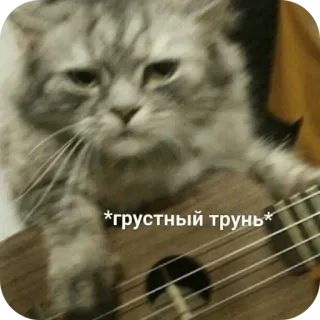 🐱 *грустный трунь* chat, ukulele, triste, animal, musique, mème telegram sticker
