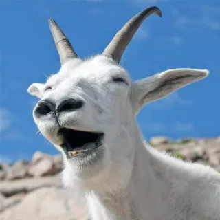 😃 capra, animale, capra di montagna, fauna selvatica, natura, mammifero telegram sticker