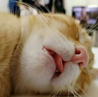 😴 cat, sleeping, animal, pet, orange cat, tongue, feline telegram sticker